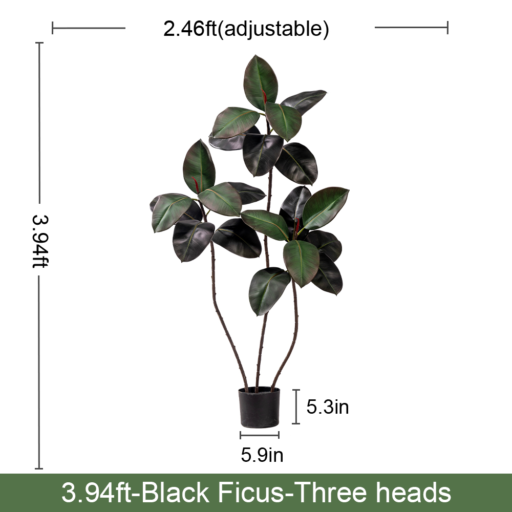 Black Ficus(B)